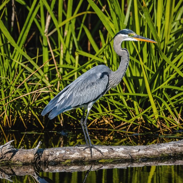 Quels sont les meilleurs endroits pour observer les oiseaux dans les Everglades, USA?